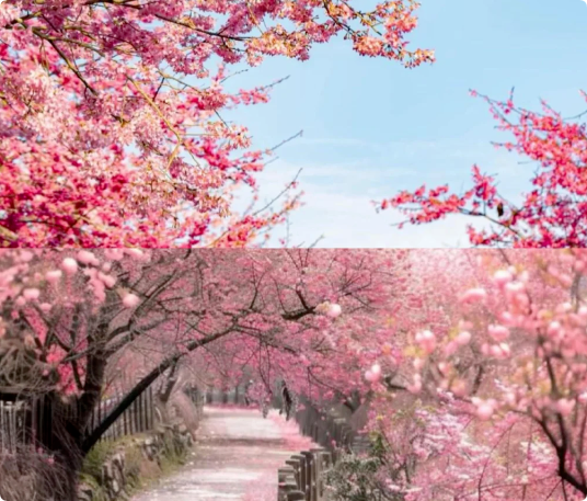 6個(gè)適合3月、4月賞花踏青旅游的旅行地推薦