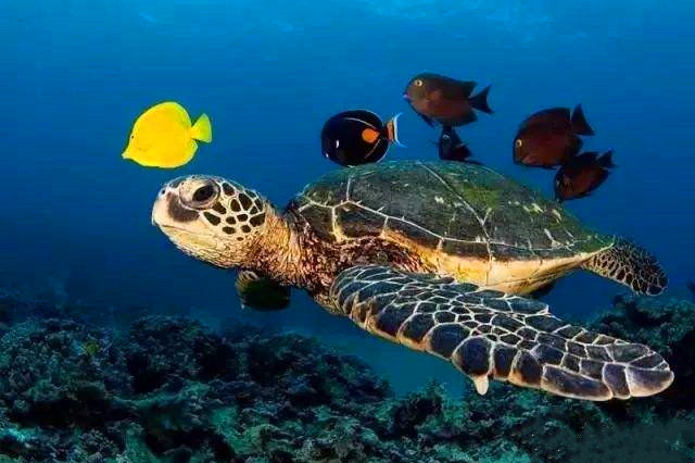 指紋年卡一站式海洋親子樂(lè)園