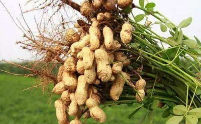 鄉(xiāng)村文旅產業(yè)的100個盈利點