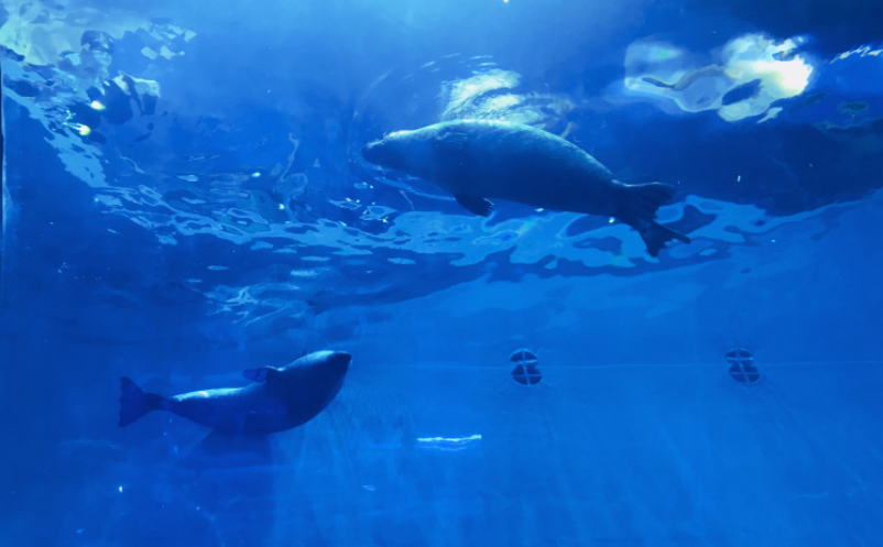 海洋館年卡管理系統(tǒng)